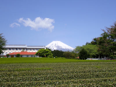 Mt Fuji with the tea plantation